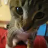 Nicholas Noel - @nicholas.noel4 - TikTok
