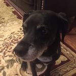 Patches Nicholas Odom - @patch_is_a_catch - Instagram