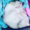 Nicholas Oh - @nicholas_oh - TikTok