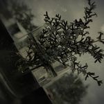 @nicholas_peet - Instagram