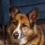 Nicholas Petros Costianes - @a_bunch_of_cute_dogs - Instagram