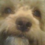 Nicholas Pipitone - @npip99 - Instagram
