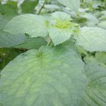 Nicholas plants - @nicholasplants - Instagram