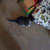 nicholas.spoering - @nicholas.spoering0 - TikTok