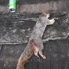 nicholascardwell58 - @nicholas_raven_forever - TikTok