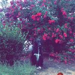 Nicholas Roach - @t_shenanigans_r - Instagram