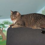 nicholas roller - @catgamer72 - Instagram