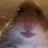 nicholaselko - @obamasafag_ - TikTok