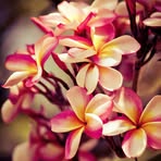 Nicholas Serafin - Facebook