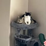 Nicholas Shattuck - @drmasteryoda - Instagram