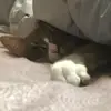 Nicholas Solheim - @nick.solheim13 - TikTok