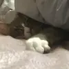 nick.solheim - @nick.solheim - TikTok