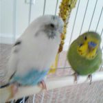 Nicholas Summerlin - @parakeet_life_2 - Instagram