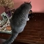 Nicholas Sylvester - @nicholassylvester7406 - Instagram