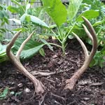 Nicholas Tadlock - @edible_ecosystem - Instagram