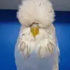 nicholas.thao - @bigbirdnic - TikTok