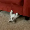 nicholastapp - @nicholastapp - TikTok