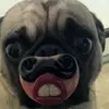 Nicholas Gucciardi - @nicholasgucciardi - TikTok