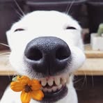Nicholas Wan - Facebook
