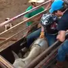 "BIG KOUNTRY🦆🇺🇸" - @nicholasweeks - TikTok