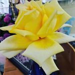 Nicole Augustine - @hmpzjc971ztuaq3 - Instagram