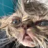 fox - @nichole.fox - TikTok