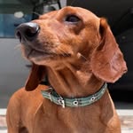 Nick Abreu - @nickabreu_dachshund - Instagram