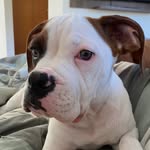 Nick Accardo - @nickoterrivel - Instagram