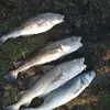 nickappleby352 - @nickappleby352 - TikTok