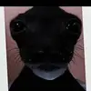 LuckyDuck - @nickbarnacle - TikTok