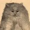 Nick Bedwell - @nickbedwellhellothere - TikTok