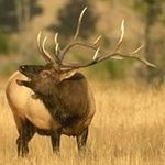Nick Boehme - @nick_boehme - Instagram