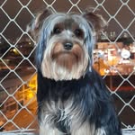 Nick & Bonney - @nickdog20202021 - Instagram