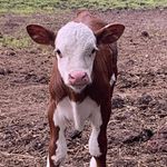 Nick Boucher - @anboucher - Instagram