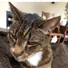 Nick Boyce - @nicky_is1234 - TikTok