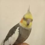 @nick.calopisita - Instagram