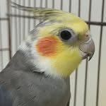 nick 🐦 - @_nick_calopsita - Instagram