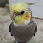 Nick - @nick.calopsita21 - Instagram