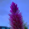 Nick Calvin590 - @nickcalvin1 - TikTok