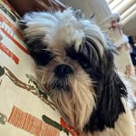 nick ! 🐾 - @_nickcao - Instagram