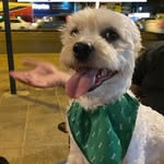 Nick🦴💙🐾 - @_nick_cao - Instagram