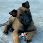 Nick-Cão🐶 - @nick_mascote_lc - Instagram