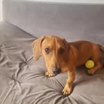 Nick Cão Salsicha - @nick.cao.salsicha - Instagram