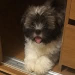 Nick dog - @nickcaozinho00 - Instagram
