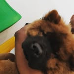 Nick.cao - @chowchow.nick.cao19 - Instagram