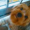 Princesa - @crisnickcarneiro - TikTok