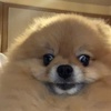 Nick Chao - @a129472 - TikTok
