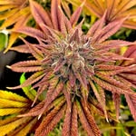 Nick Cicero - @purple_heart_grower - Instagram