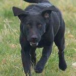 Nick Coates - @nickcgundogs - Instagram