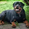 Nick Coates buzz moose - @nick.coates.buzz - TikTok